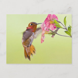 Kanada, British Columbia, Rufous Hummingbird Postkarte