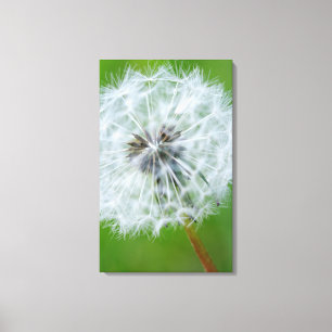 Kanada, British Columbia, Vancouver Island 4 Leinwanddruck