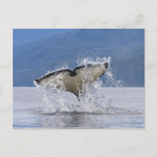 Kanada, British Columbia, Vancouver Island, Postkarte (Vorderseite)