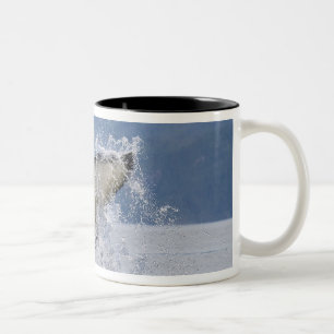 Kanada, British Columbia, Vancouver Island, Zweifarbige Tasse