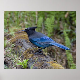 Kanada: British Columbia, Yoho NP, Diademhäher, Poster