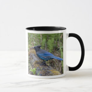 Kanada: British Columbia, Yoho NP, Diademhäher, Tasse