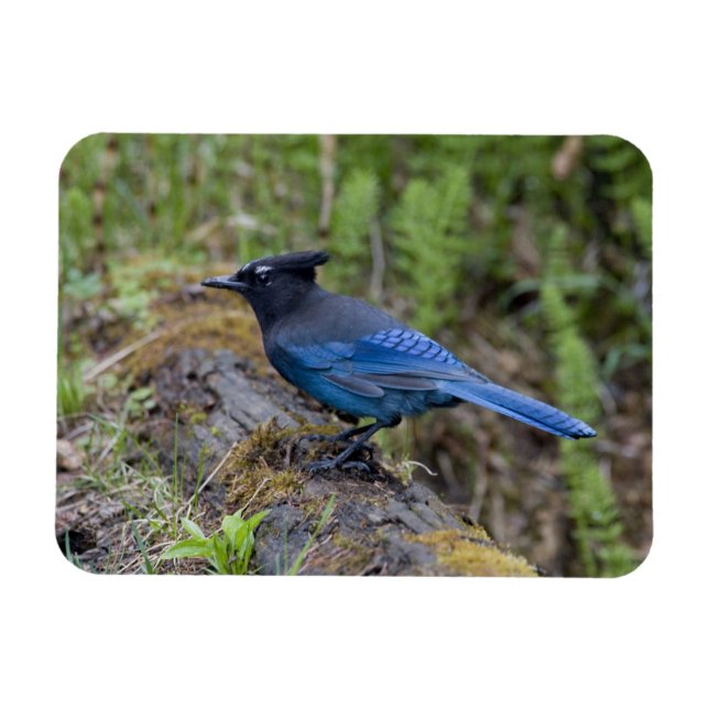 Kanada: British Columbia, Yoho NP, Stellar Jay, Magnet (Horizontal)