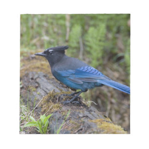 Kanada: British Columbia, Yoho NP, Stellar-Jay, Notizblock
