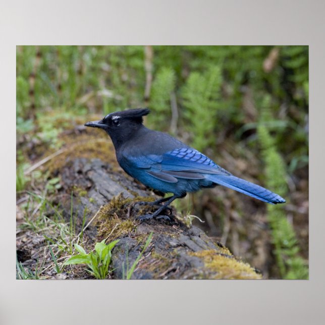 Kanada: British Columbia, Yoho NP, Stellar Jay, Poster (Vorne)