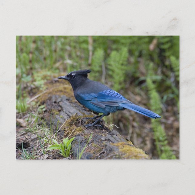 Kanada: British Columbia, Yoho NP, Stellar Jay, Postkarte (Vorderseite)
