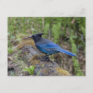 Kanada: British Columbia, Yoho NP, Stellar Jay, Postkarte