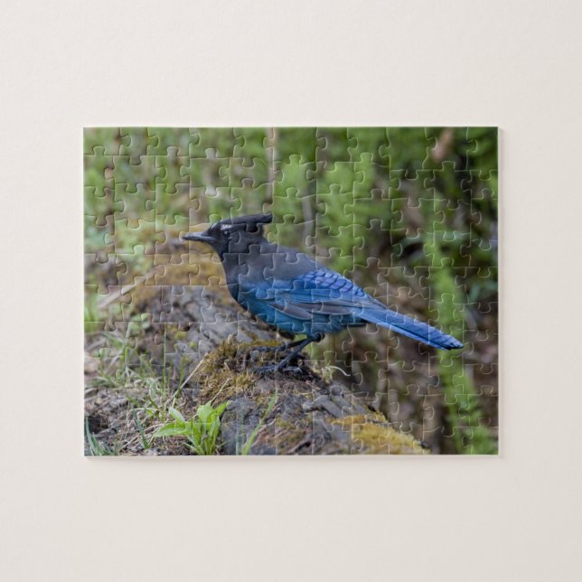 Kanada: British Columbia, Yoho NP, Stellar Jay, Puzzle (Horizontal)
