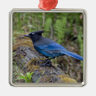 Kanada: British Columbia, Yoho NP, Stellar Jay, Silbernes Ornament