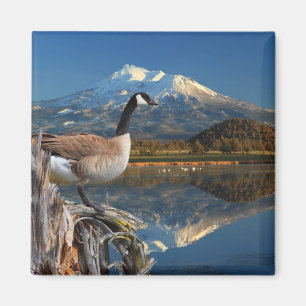 KANADA-GANS AUF DEM SEE MAGNET