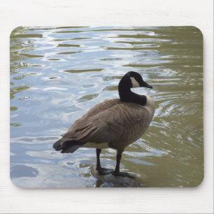 Kanada-Gans auf Felsen Mousepad