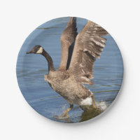 Kanada-Gans, die das Wasser entfernt