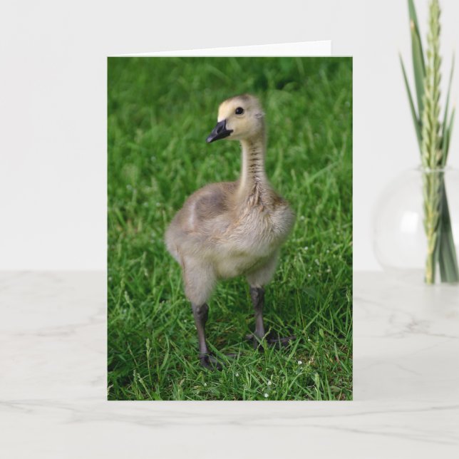Kanada-Gans Gosling Notecard Karte (Vorderseite)