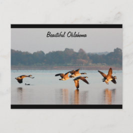 Kanada-Gans-im Flug Postkarte