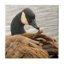 Kanada Gänse auf dem See Fliese