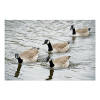 Kanada Gänse haben ein Gänse!
