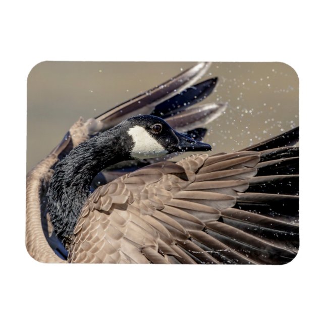 Kanada Gänse Magnet (Horizontal)