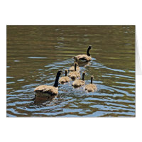 Kanada Gänse mit Goslings