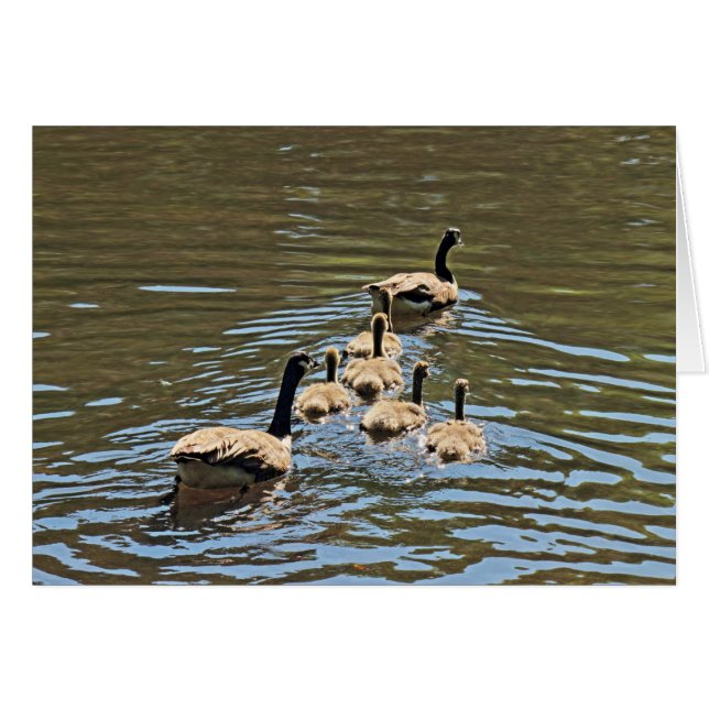 Kanada Gänse mit Goslings (Vorderseite (Horizontal))