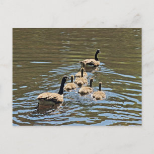 Kanada Gänse mit Goslings Postkarte
