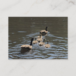 Kanada Gänse mit Goslings Visitenkarte