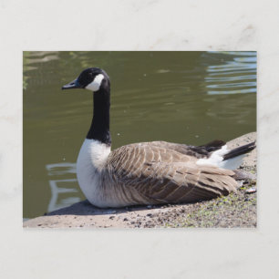 Kanada Gänse Postkarte