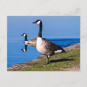Kanada Gänse Postkarte