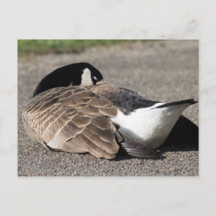 Kanada Gänse Postkarte