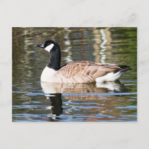Kanada Gänse Postkarte