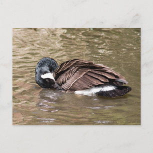 Kanada Gänse Postkarte