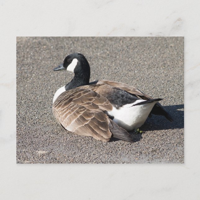 Kanada Gänse Postkarte (Vorderseite)