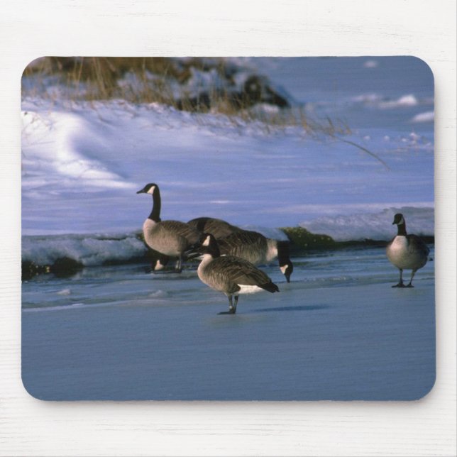Kanada-Gänse, stehend auf Eis Mousepad (Vorne)