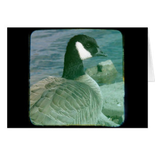 Kanada Gänse TTV