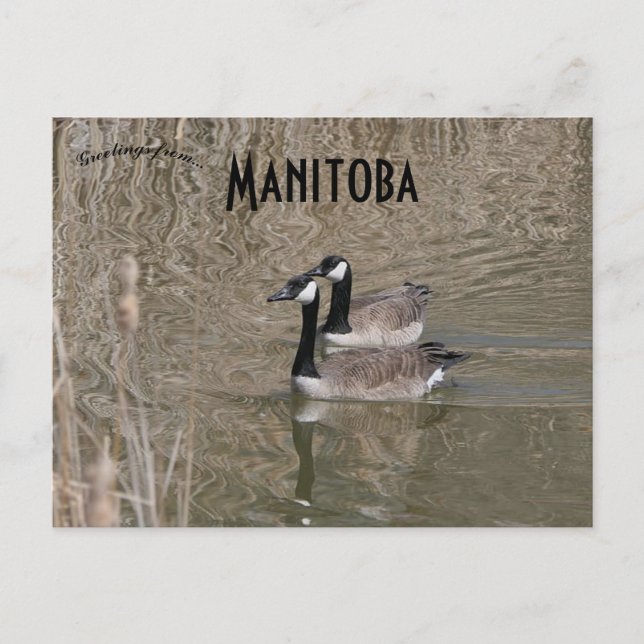 Kanada Gänse und Bull Rushes Winnipeg Manitoba Postkarte (Vorderseite)