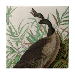 Kanada Gänse Vögel Amerika Audubon Print Fliese