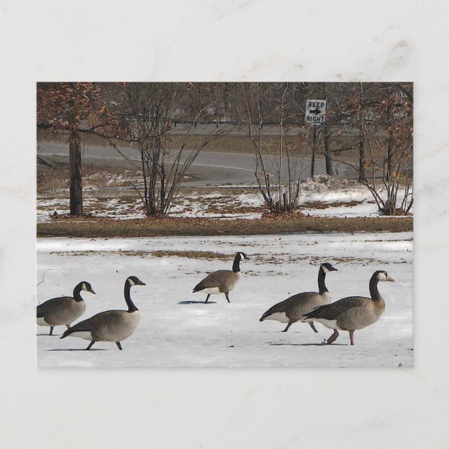 Kanada Geese Behalte Recht Postkarte (Vorderseite)