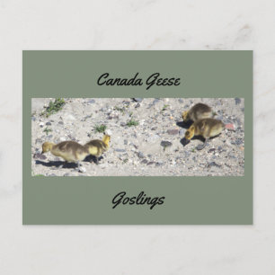 Kanada Geese Goslings Postcard Postkarte