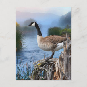 KANADA GOOSE AUF DER SHASTA POSTKARTE