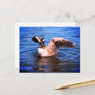 Kanada Goose Flapping ihre Flügel Blaue Wassernatu Postkarte