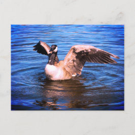 Kanada Goose Flapping ihre Flügel Blaue Wassernatu Postkarte
