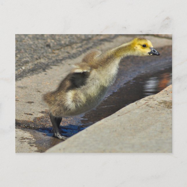 Kanada Goose Gosling Postcard Postkarte (Vorderseite)
