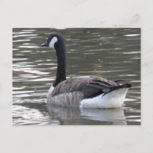 Kanada Goose Postkarte