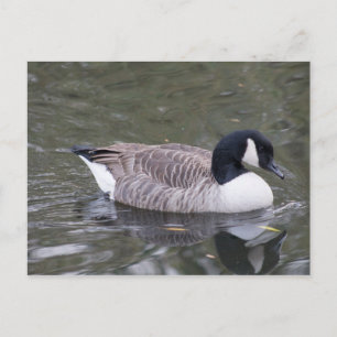 Kanada Goose Postkarte