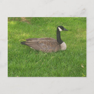 Kanada Goose Postkarte