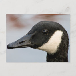 Kanada Goose Postkarte