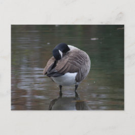 Kanada Goose Postkarte