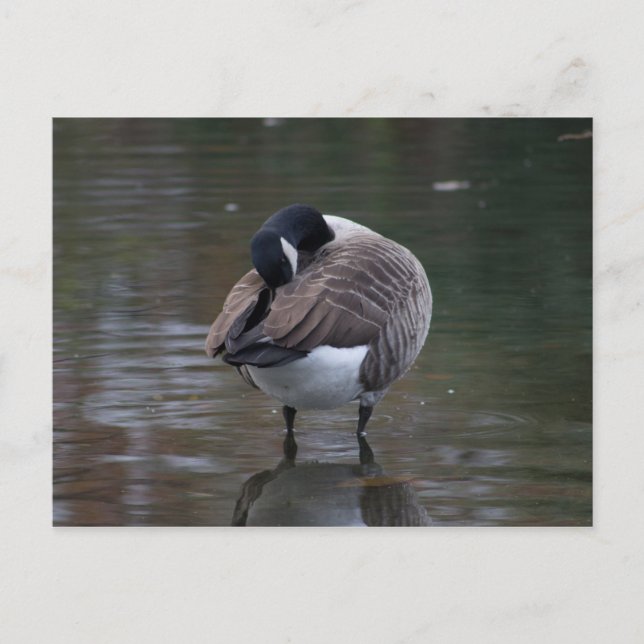 Kanada Goose Postkarte (Vorderseite)