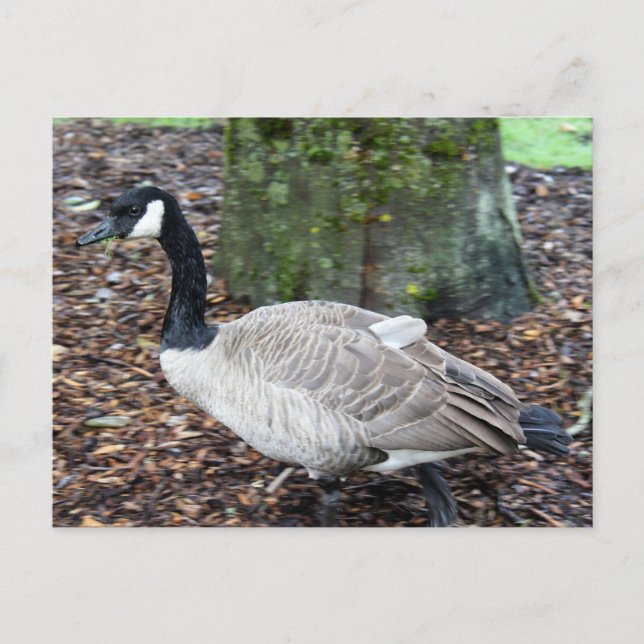 Kanada Goose Postkarte (Vorderseite)
