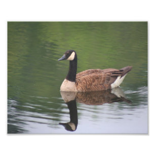Kanada Goose Reflections 10x8 Nature Print Fotodruck