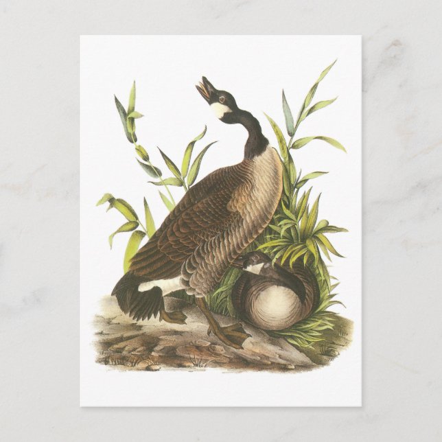 Kanada Goose von Audubon Postkarte (Vorderseite)